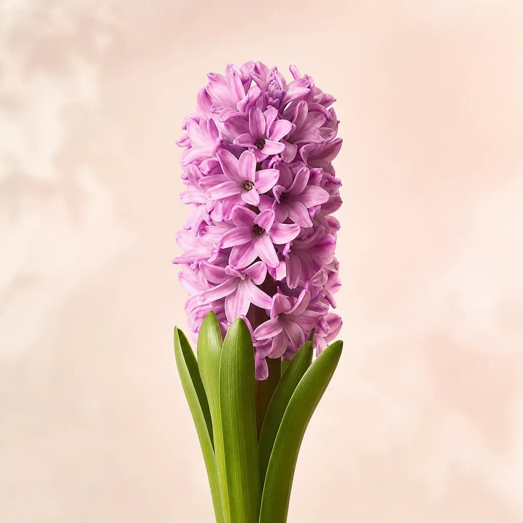 Jacinthe