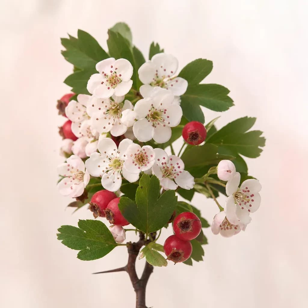 Aubépine