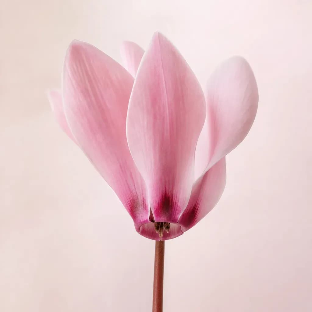 Cyclamen