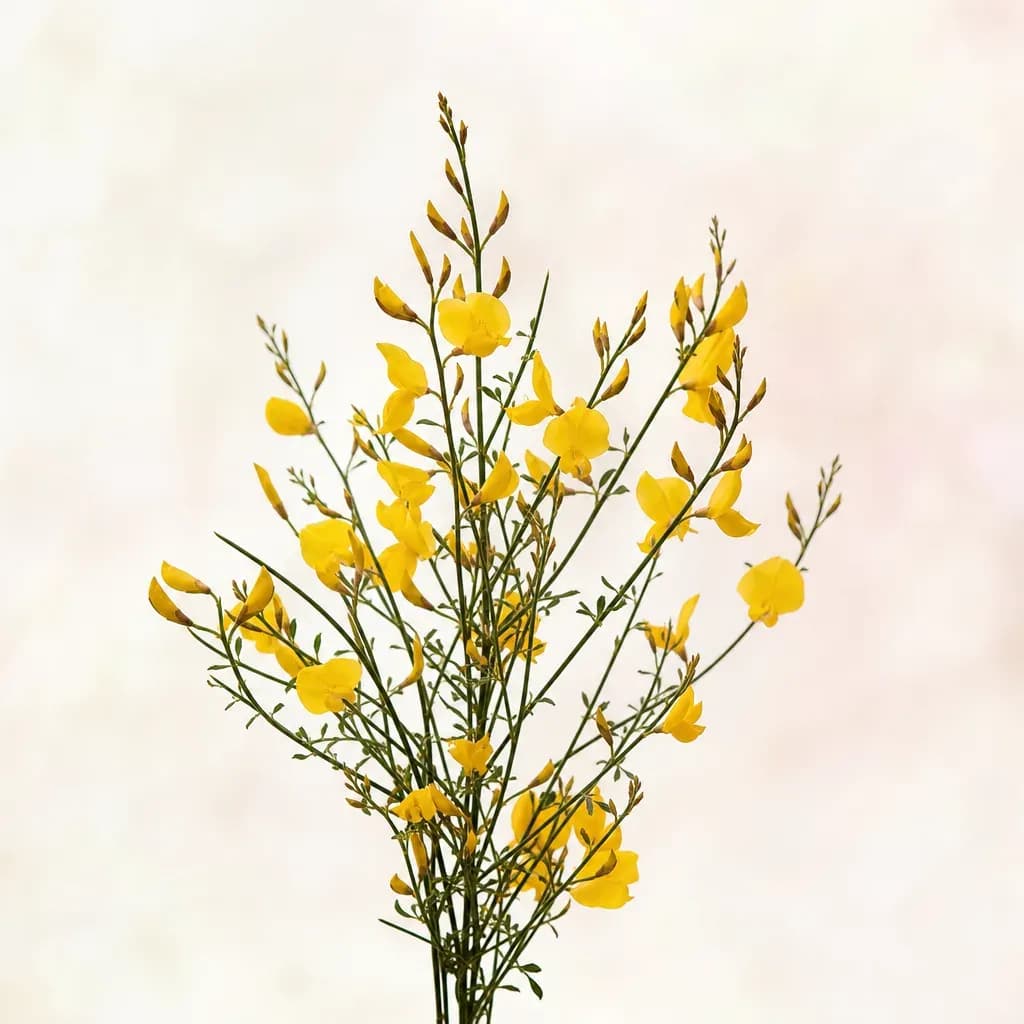 Genêt