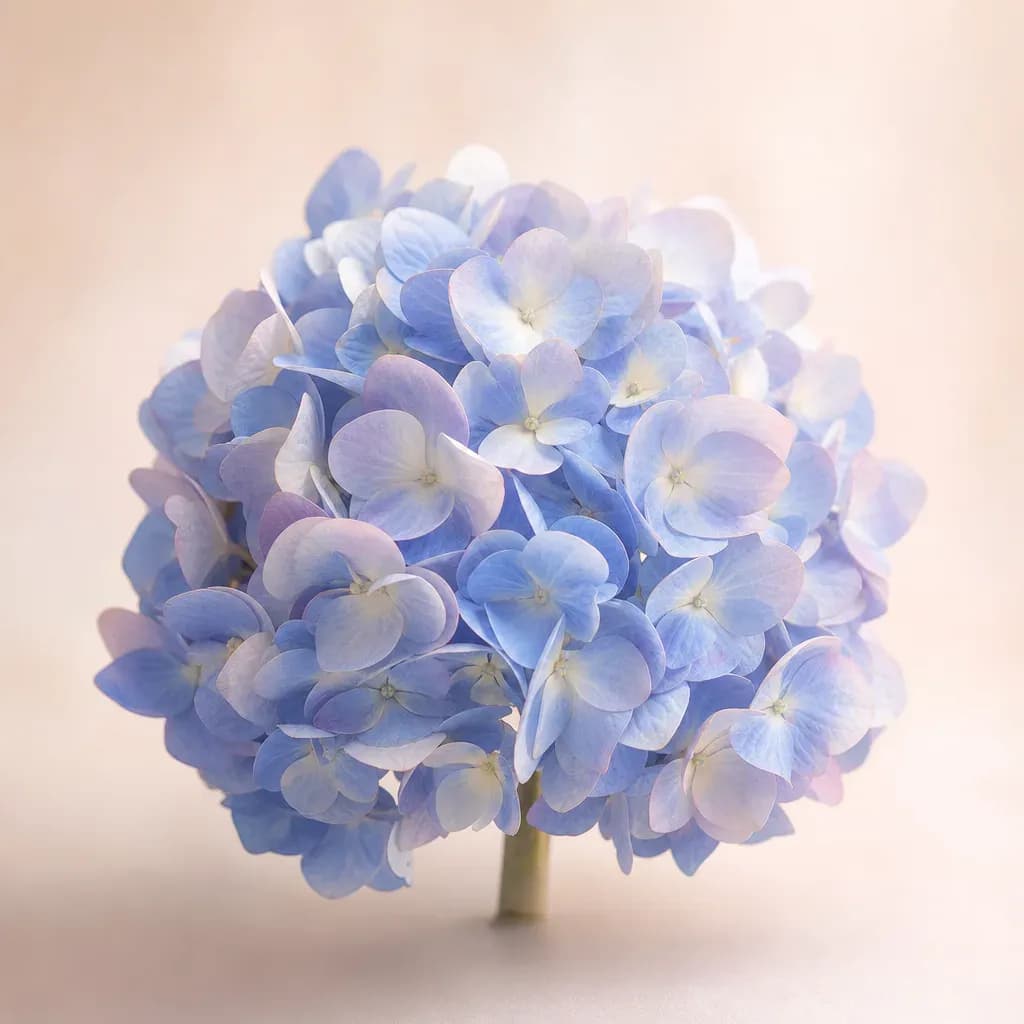 Hortensia