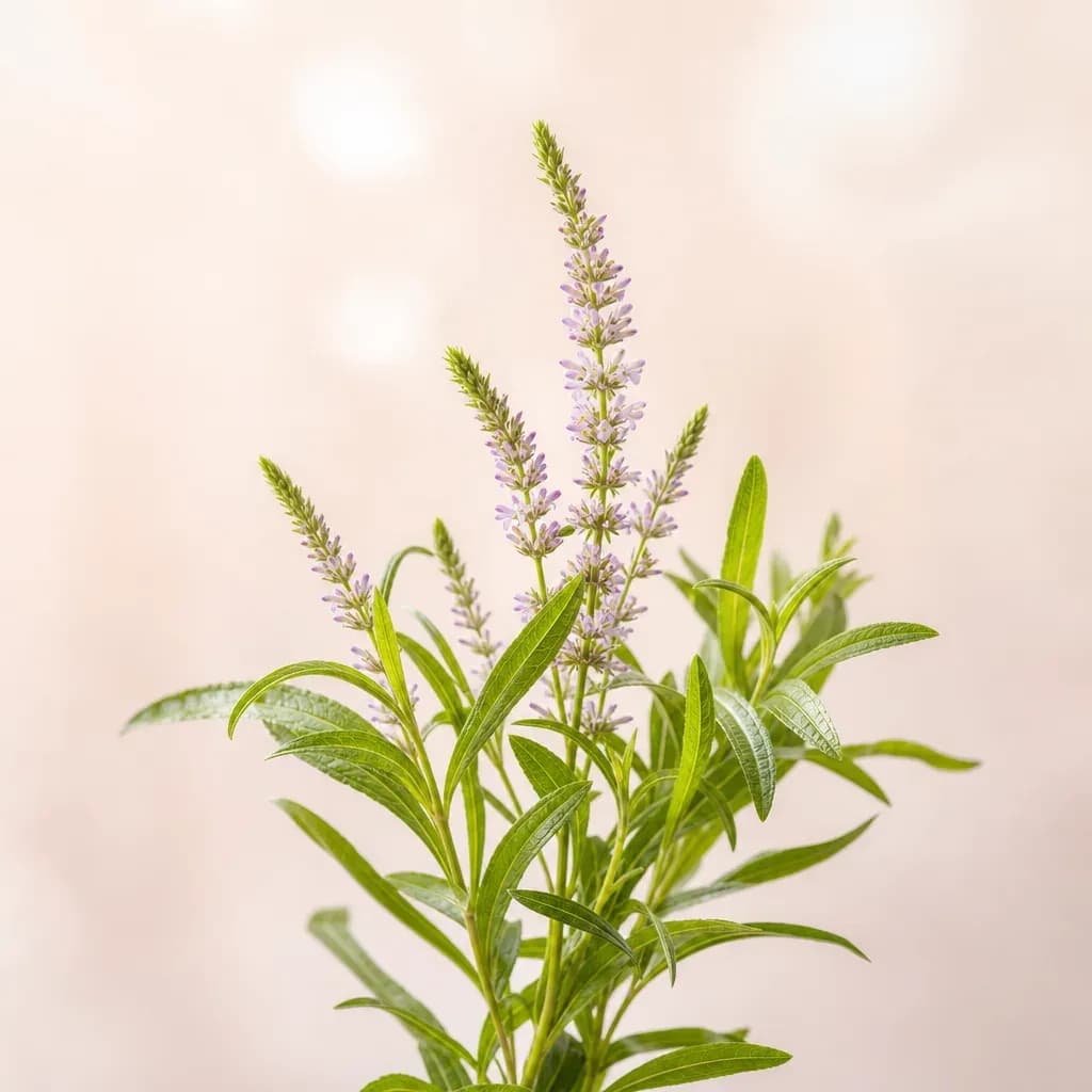 Verveine