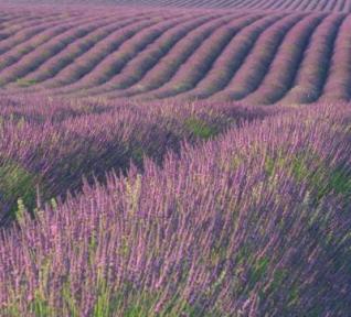 Accord aromatique