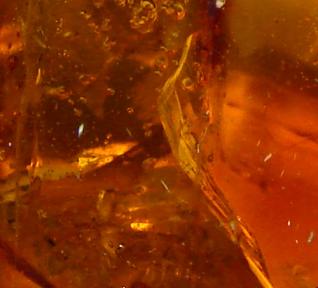 Ambre