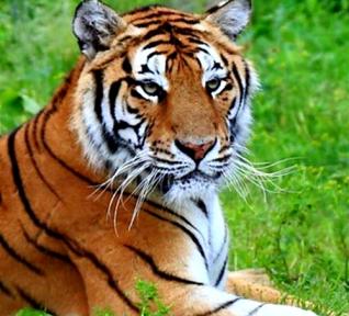 Animalis