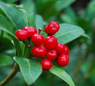 Cranberry
