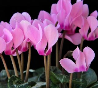 Cyclamen