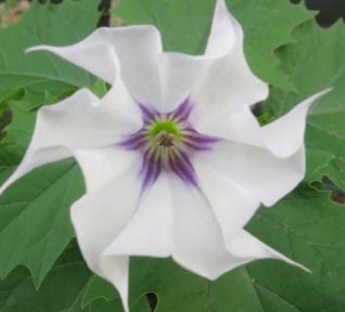 Datura