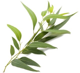Eucalyptus