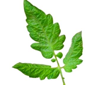 Feuille de tomate