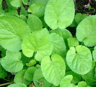 Feuille de violette