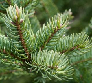 Fir balsam