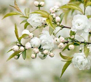 Fleurs Blanches