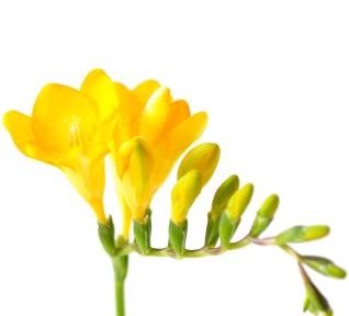 Freesia