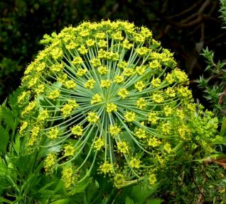 Galbanum