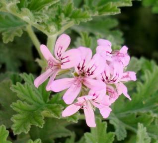 Géranium