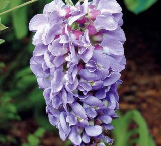 Glycine