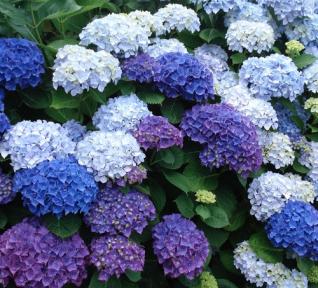 Hortensia