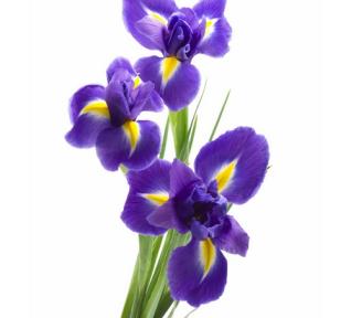 Iris