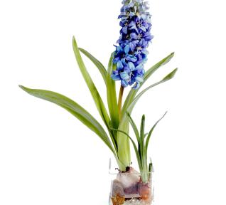 Jacinthe