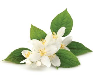 Jasmin