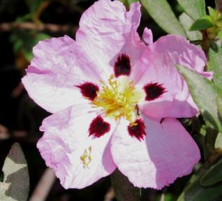 Labdanum