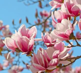 Magnolia