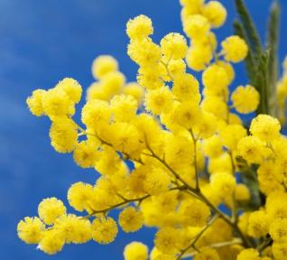 Mimosa