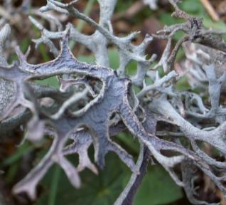 Mousse d'arbre
