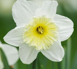 Narcisse