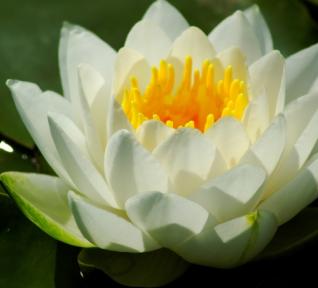 Nénuphar