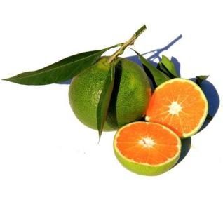 Orange Verte