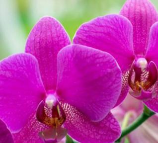 Orchidée