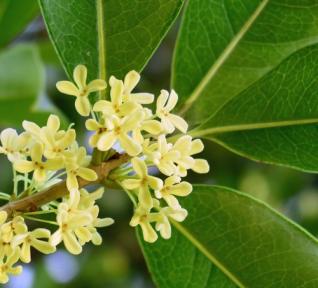 Osmanthus