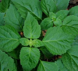 Patchouli