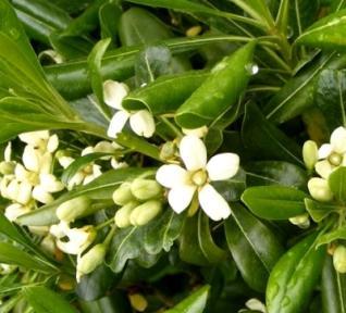 Pittosporum