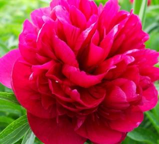 Pivoine