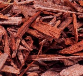Santal