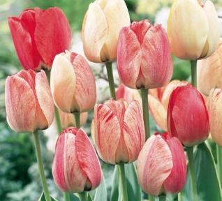 Tulipe