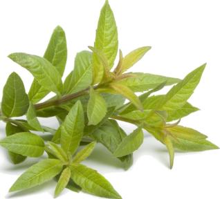 Verveine