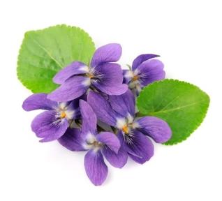 Violette