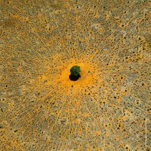 Aqua Allegoria Mandarine Basilic, Guerlain