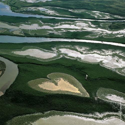 Guerlain Aqua Allegoria Nettare Di Sole Eau de Toilette, Guerlain