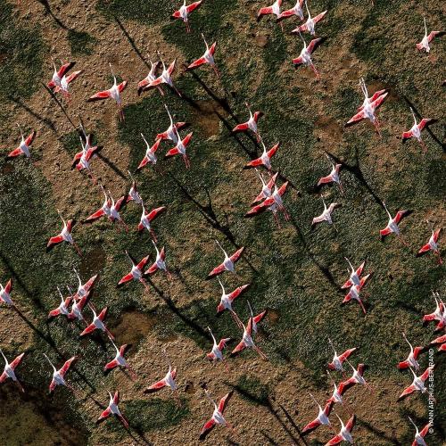 Guerlain Aqua Allegoria Rossa Rossa Eau de Toilette, Guerlain