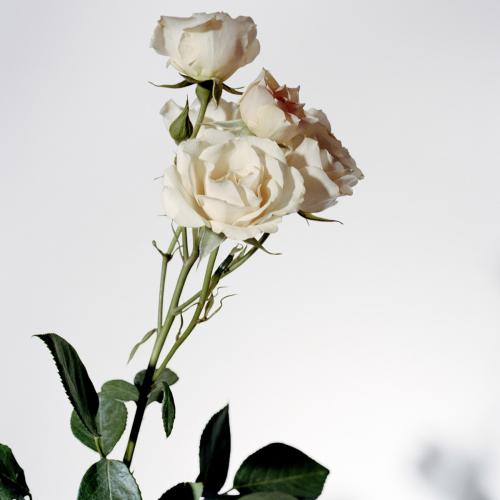 Burberry My Burberry Blush Eau de Parfum, Burberry