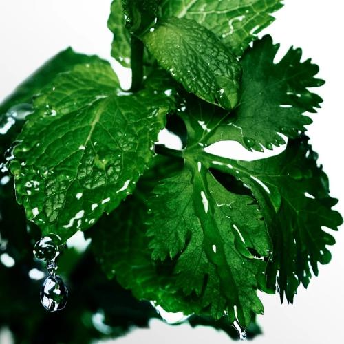 Davidoff Cool Water Eau de Toilette, Davidoff