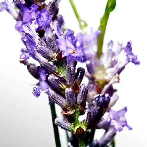 Davidoff Cool Water Eau de Toilette, Davidoff