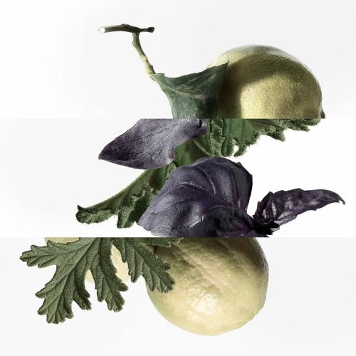 HERMÈS Eau de Basilic Pourpre Eau de Cologne, Hermès