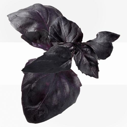 HERMÈS Eau de Basilic Pourpre Eau de Cologne, Hermès