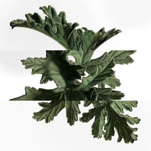 HERMÈS Eau de Basilic Pourpre Eau de Cologne, Hermès